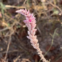 Hermbstaedtia odorata