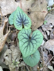 Viola walteri