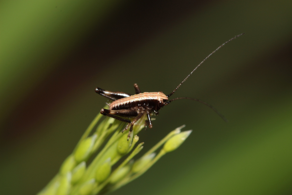 Dark bush-cricket (Pholidoptera griseoaptera)