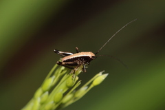 Dark Bush-cricket