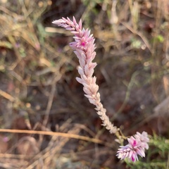 Hermbstaedtia odorata