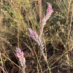 Hermbstaedtia odorata