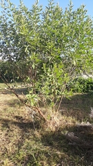 Faboideae