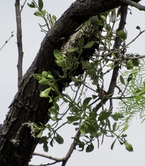 Tapinanthus