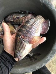 Dormitator latifrons