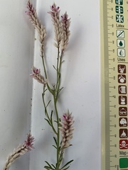 Hermbstaedtia odorata