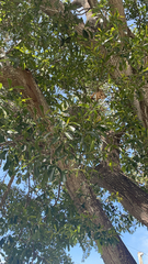 Acacia auriculiformis