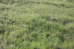Alopecurus vaginatus