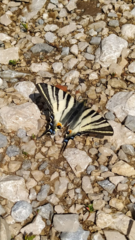 Iphiclides podalirius
