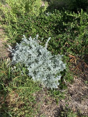 Artemisia pycnocephala