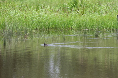 Tachybaptus dominicus