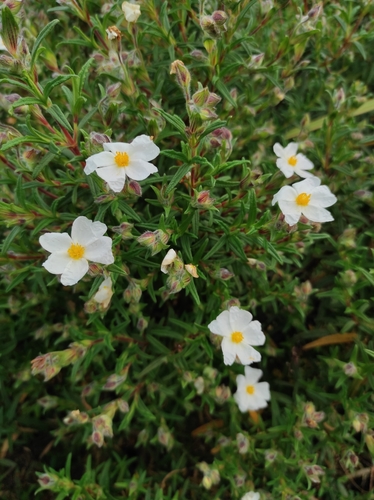 Montpellier Cistus