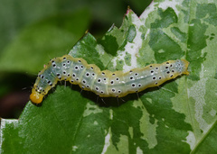 Filodes costivitralis