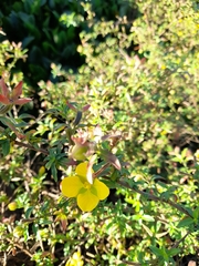 Ludwigia octovalvis