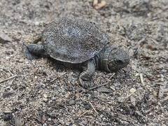 Trachemys grayi grayi