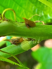 Enchenopa squamigera