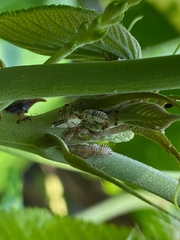 Enchenopa squamigera