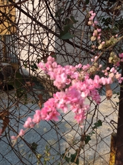 Antigonon leptopus
