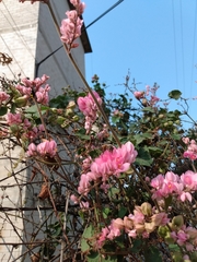 Antigonon leptopus