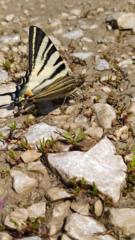 Iphiclides podalirius
