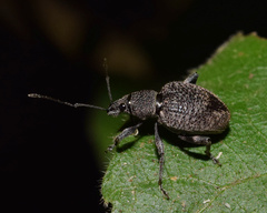 Peritelini