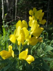 Thermopsis