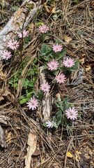 Silene hookeri