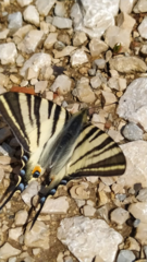 Iphiclides podalirius