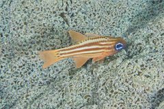 Ostorhinchus compressus