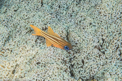 Ostorhinchus compressus