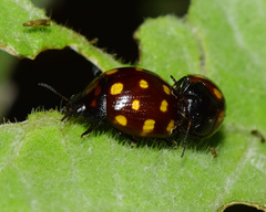 Chrysolina vigintimaculata