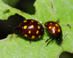 Chrysolina vigintimaculata