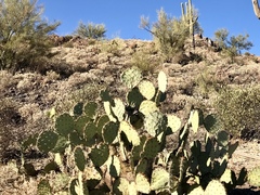 Opuntia engelmannii engelmannii