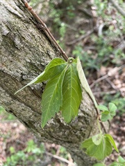 Parthenocissus quinquefolia