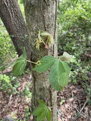 Parthenocissus quinquefolia