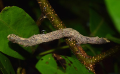 Facidia vacillans
