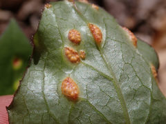 Puccinia orbicula