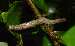 Facidia vacillans