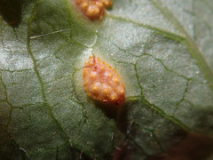 Puccinia orbicula