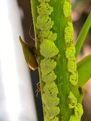 Enchenopa squamigera