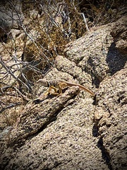 Crotaphytus vestigium