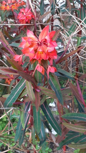 Image of Euphorbia griffithii by (c) SK53, some rights reserved (CC BY-SA)