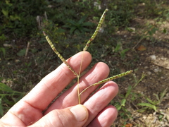 Paspalum fimbriatum