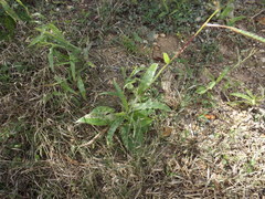 Paspalum fimbriatum