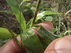 Paspalum fimbriatum