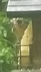 Pheucticus ludovicianus