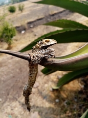 Pituophis deppei deppei