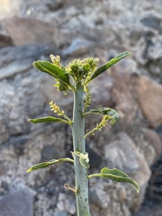 Ditaxis brandegeei