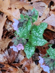 Pulmonaria officinalis