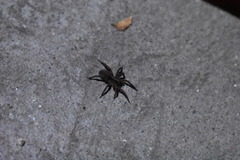Trochosa terricola